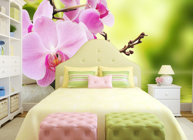 нежные орхидеи