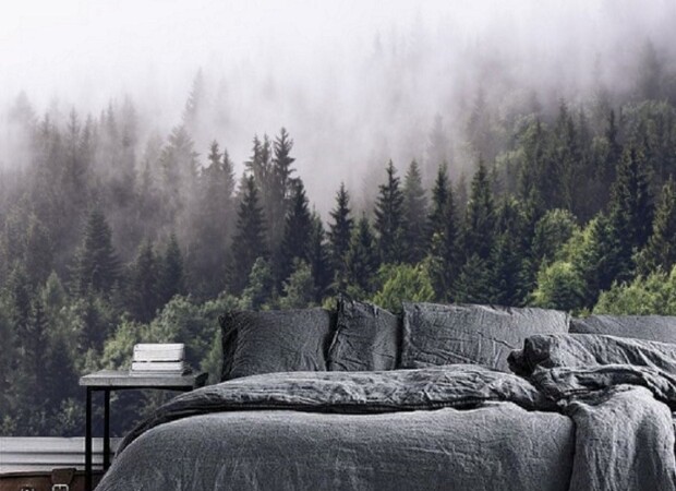 туманно-спокойный лес