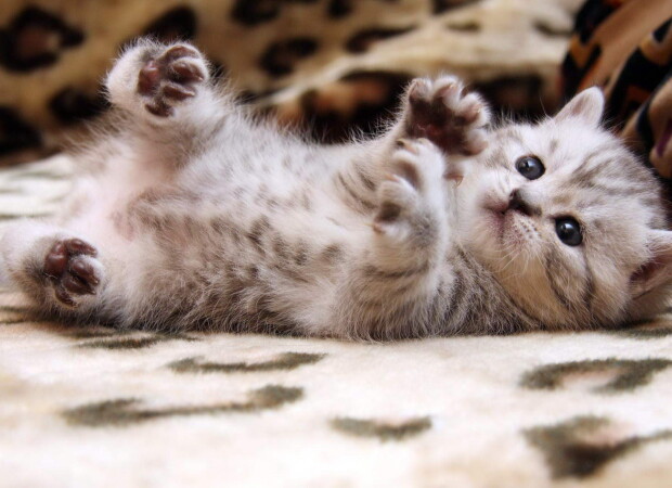 Новые фотообои