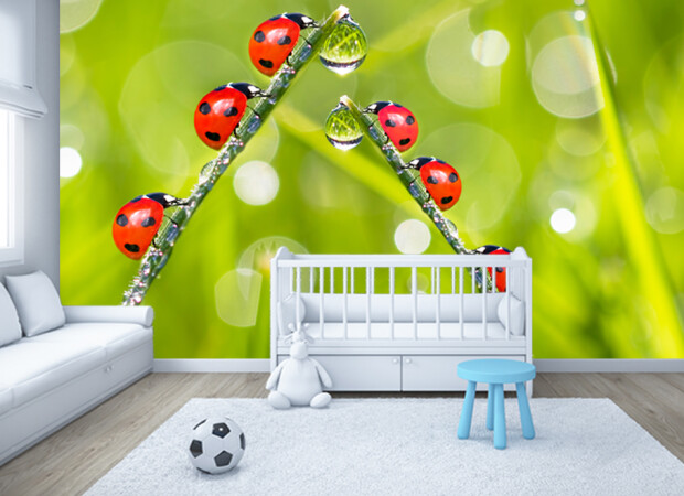 божьи коровки