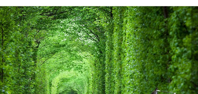 Фотообои Тунель любви