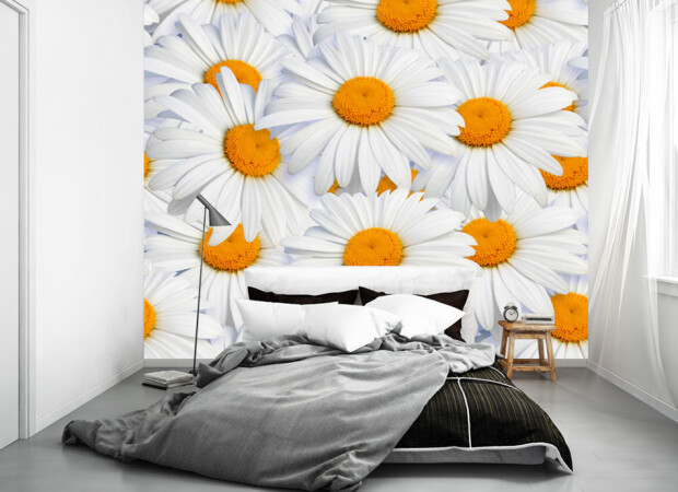 Ромашковый бум