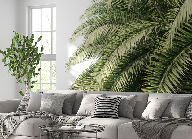 зеленые ветви пальм