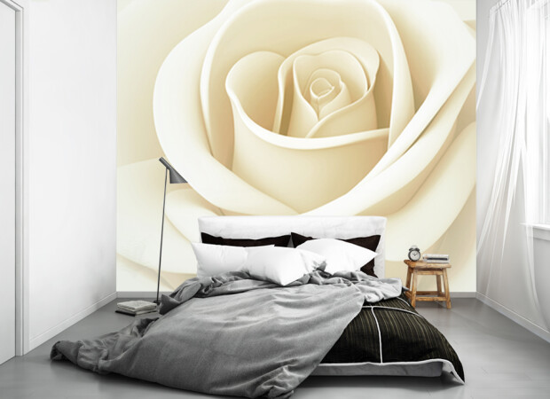 распускающаяся роза